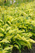 Hosta 'Yellow Polka Dot Bikini' (Plantain Lily)