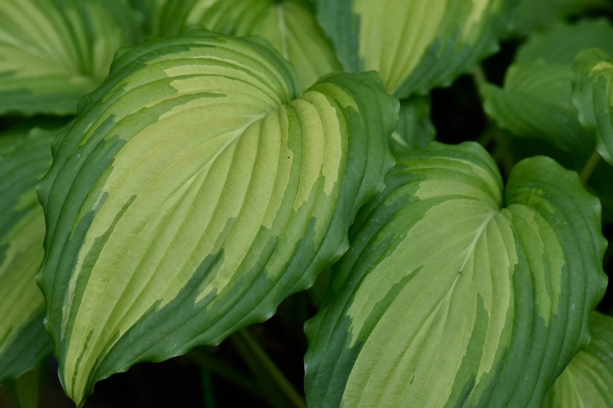 Hosta &#39;Angel Falls&#39; (Plantain Lily)