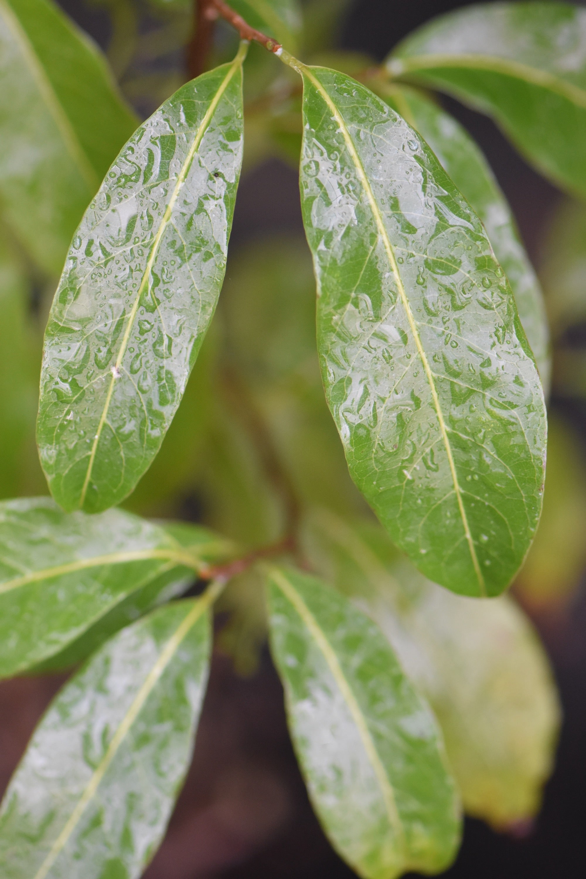 Huodendron tibeticum (Huodendron)
