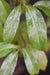 Huodendron tibeticum (Huodendron)