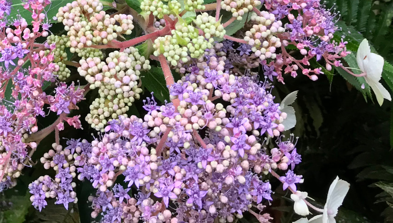 Hydrangea aspera Villosa (Rough-Leaf Hydrangea)