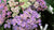 Hydrangea aspera Villosa (Rough-Leaf Hydrangea)