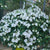 Hydrangea 'Fairytrail Bride' (Cascade Hydrangea)