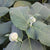 Hydrangea involucrata 'Blue Bunny' (Blu Bunny Hydrangea)