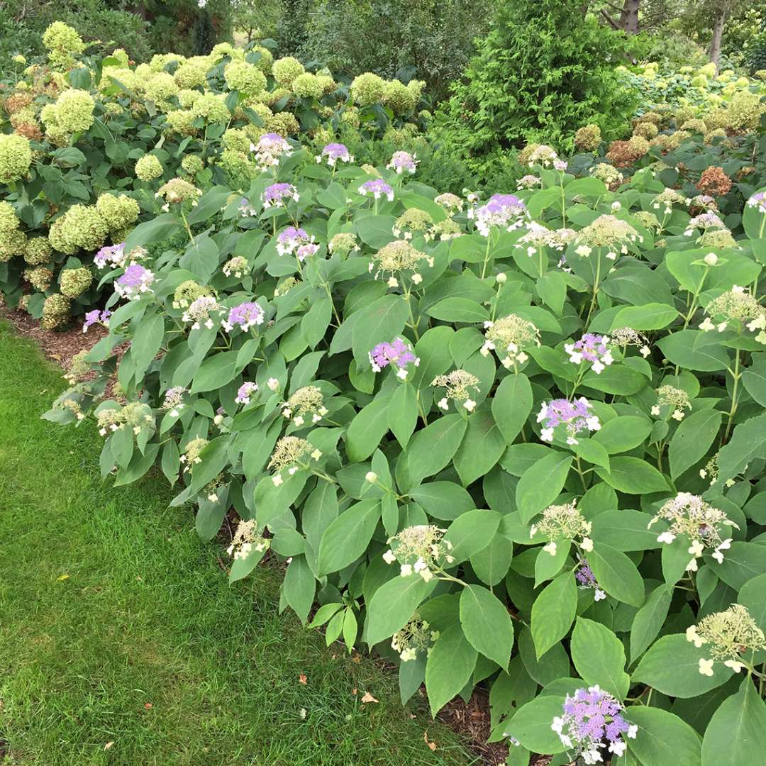 Hydrangea involucrata &#39;Blue Bunny&#39; (Blu Bunny Hydrangea)