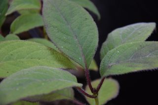Hydrangea sp.  TDA 599 (Species Hydrangea)