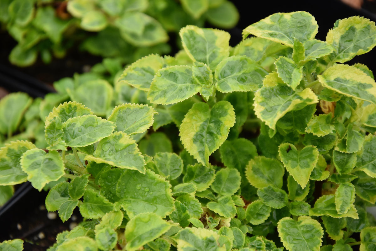 Hydrangea anomala petiolaris &#39;Mirranda&#39; (Variegated Climbing Hydrangea)