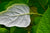 Hydrangea radiata (Silveleaf Hydrangea), Hydrangea arborescens ssp. radiata