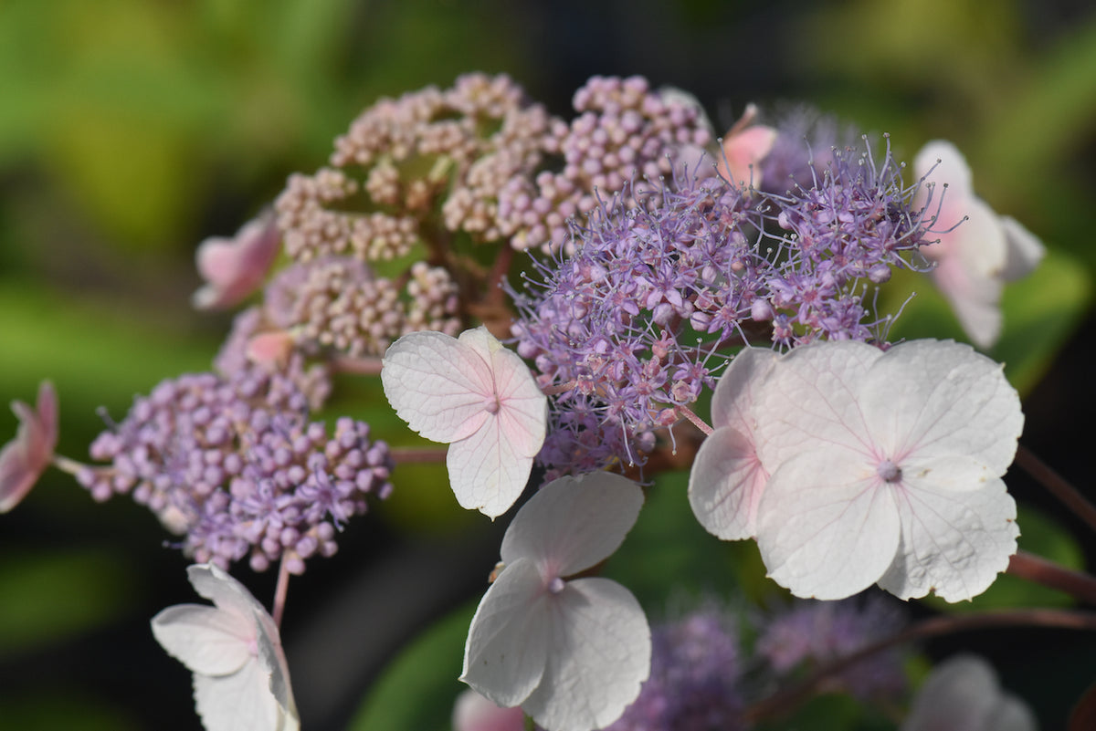 Hydrangea aspera &#39;Plum Passion&#39; (Purple Leaf Hydrangea)