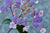 Hydrangea aspera 'Plum Passion' (Purple Leaf Hydrangea)