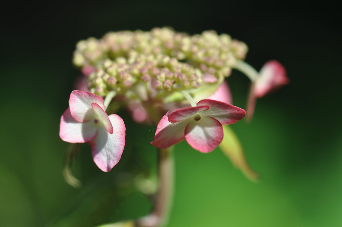 Hydrangea serrata &#39;Kiyosumi&#39;  (Kiyosumi Mountain Hydrangea)