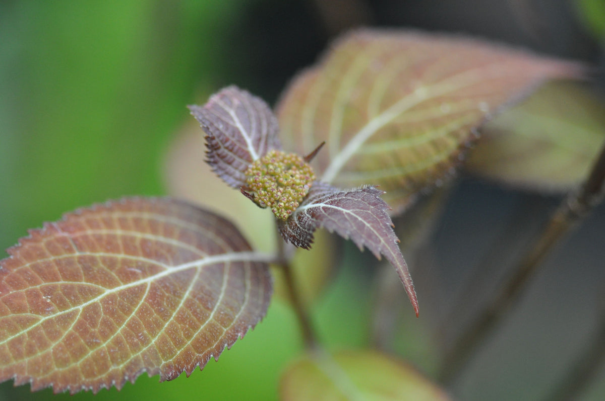 Hydrangea serrata &#39;Kiyosumi&#39;  (Kiyosumi Mountain Hydrangea)