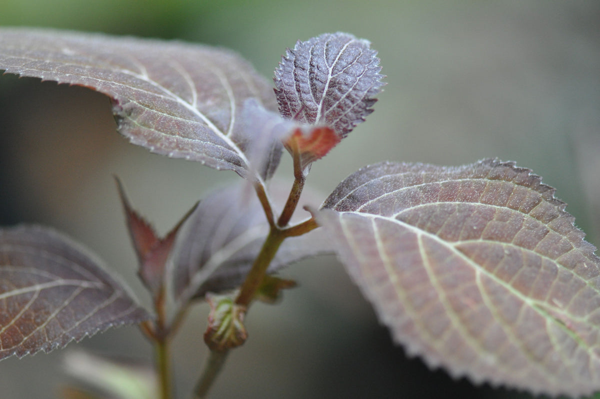 Hydrangea serrata &#39;Kiyosumi&#39;  (Kiyosumi Mountain Hydrangea)