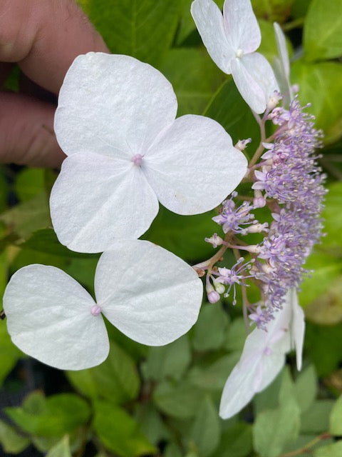 Hydrangea macrophylla 'Veitchii' (Hydrangea)