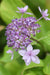 Hydrangea macrophylla 'Izu no Hana'   (Hydrangea)