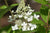 Hydrangea paniculata 'Confetti' PP26582 (Dwarf Panicle Hydrangea)