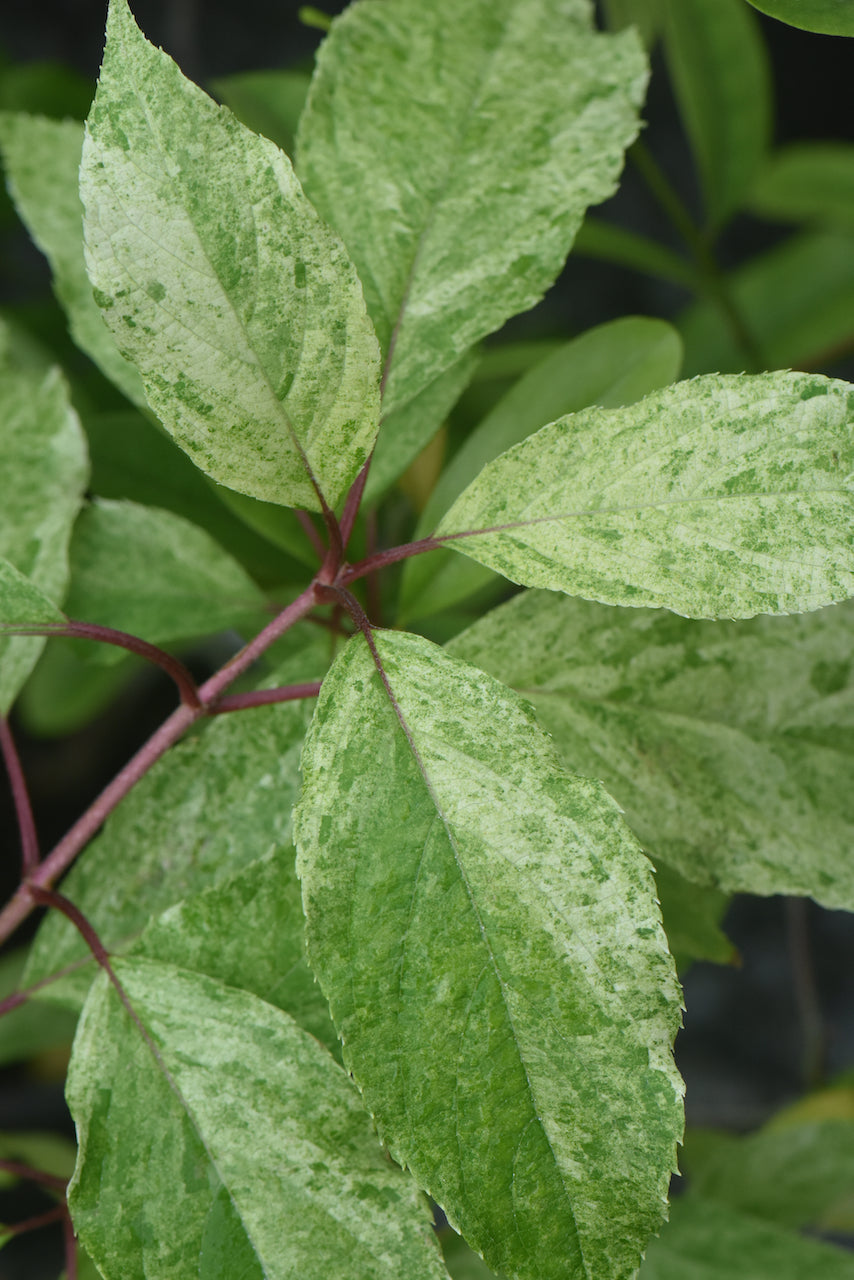Hydrangea paniculata &#39;Yuki Gessho&#39; (Variegated Hydrangea)