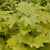 Hydrangea quercifolia 'Little Honey'  (Gold Oakleaf Hydrangea)