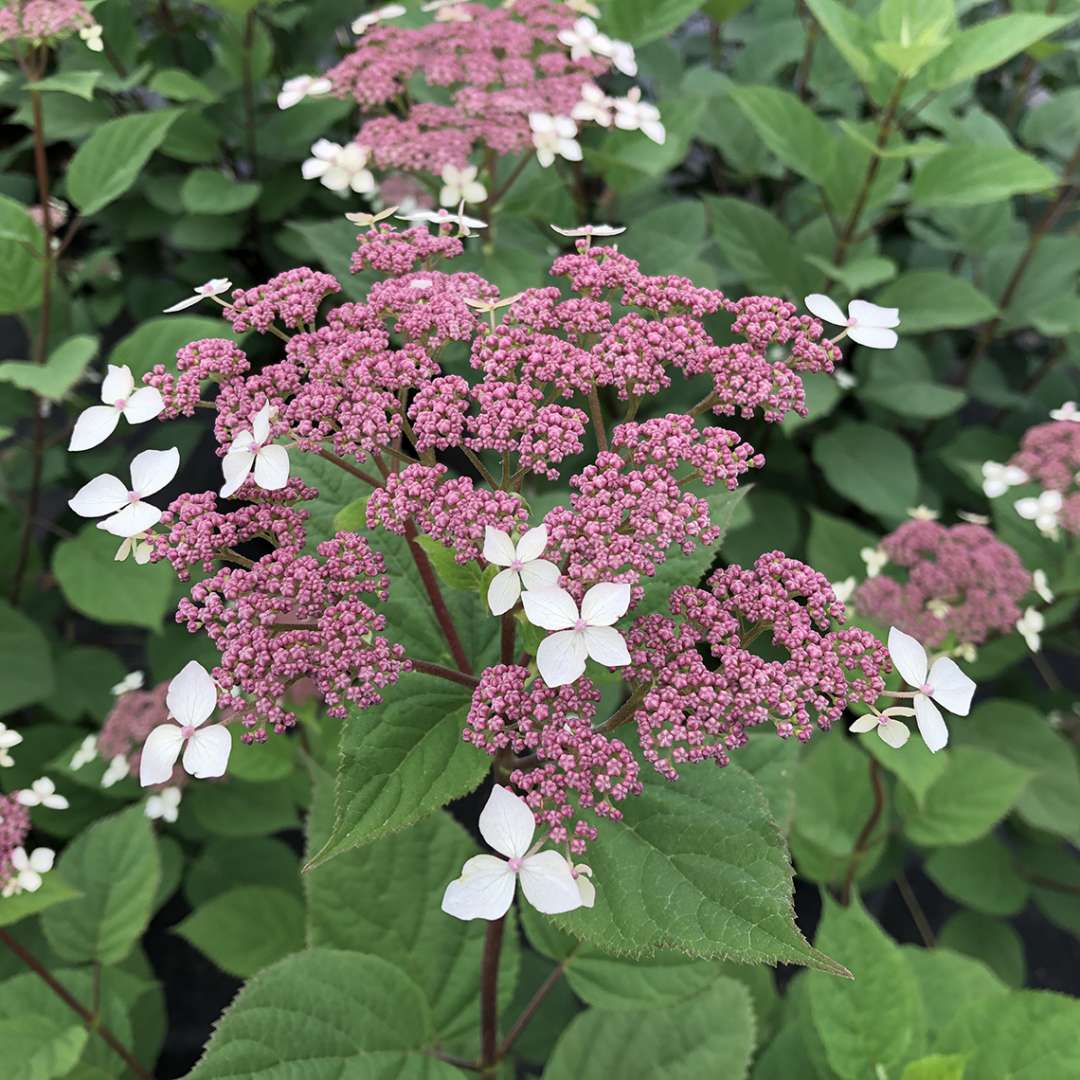 Hydrangea radiata &#39;Invincibelle Lace&#39; (Silveleaf Hydrangea)