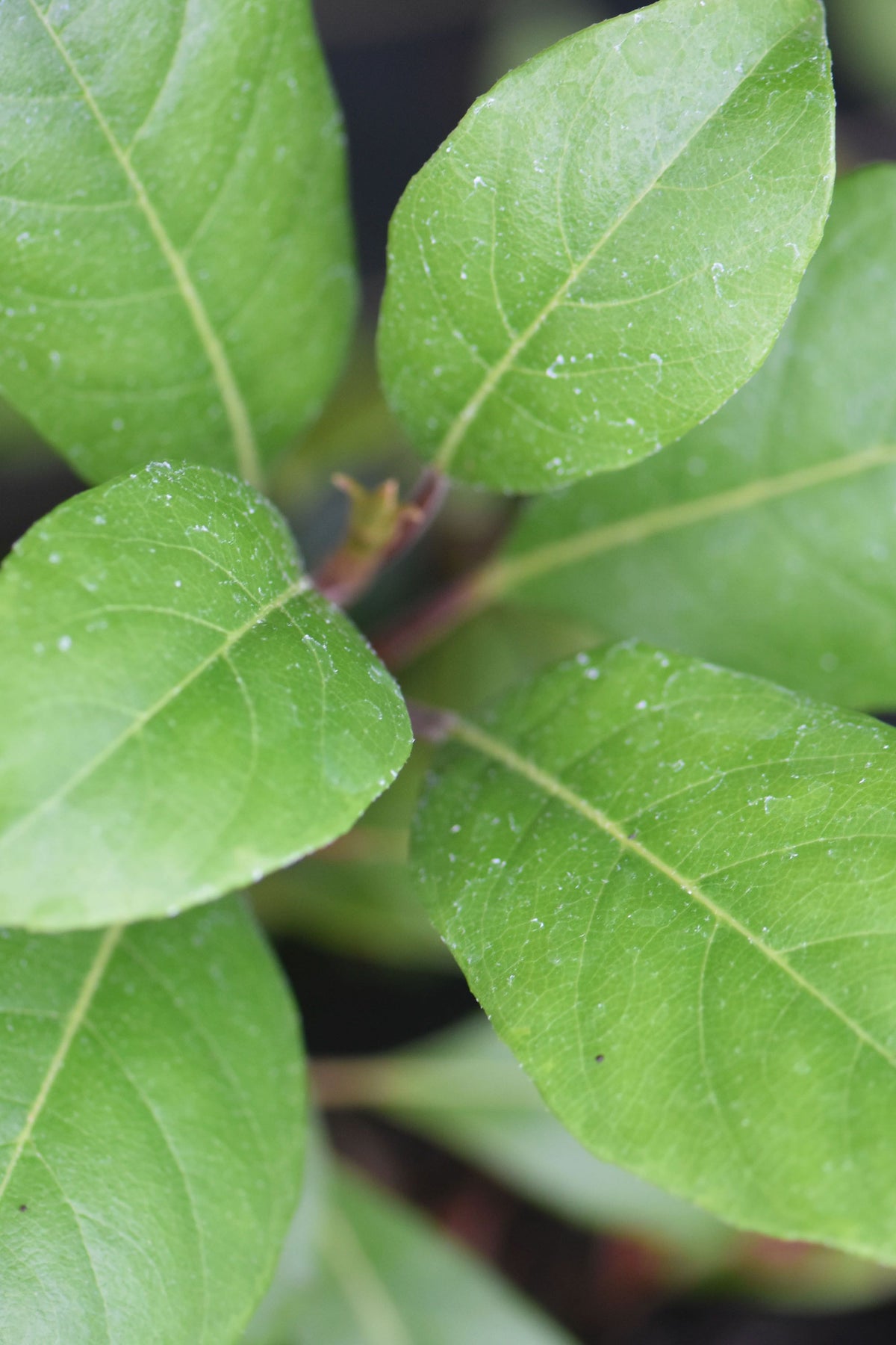 Hydrangea seemannii (Climbing Hydrangea)