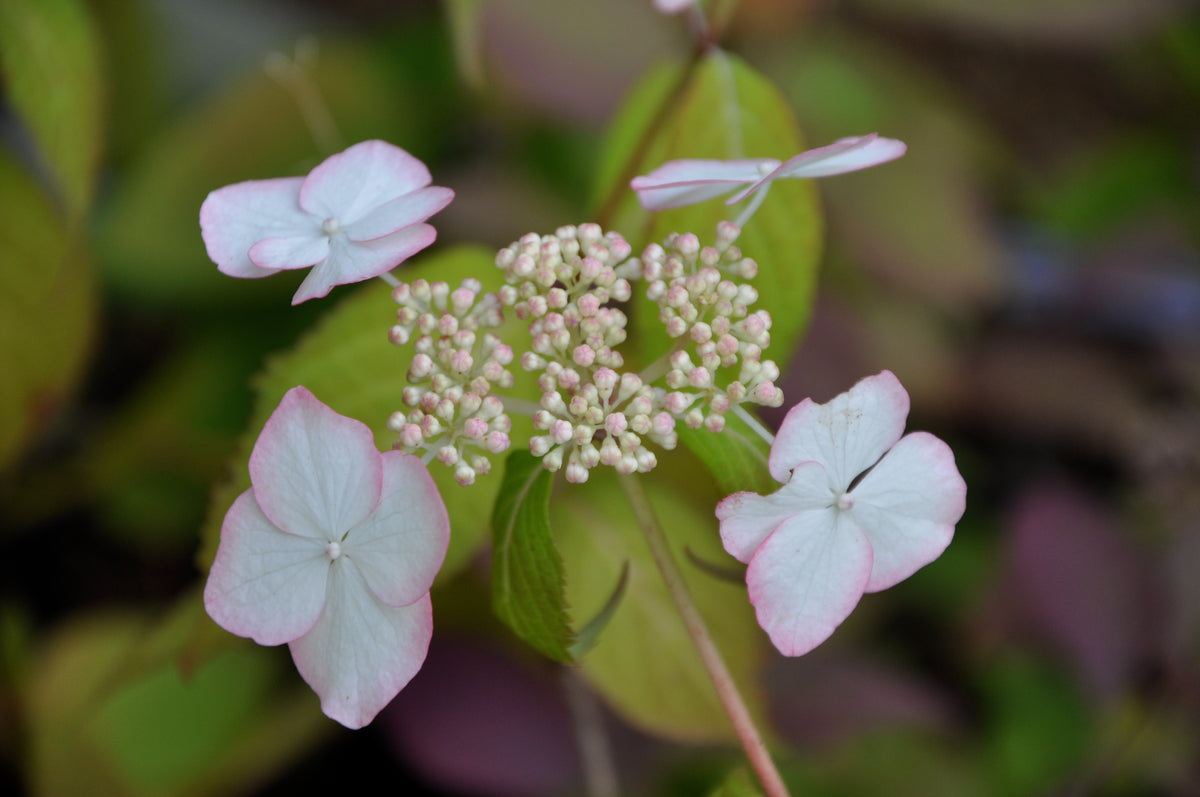 Hydrangea serrata &#39;Kiyosumi&#39;  (Kiyosumi Mountain Hydrangea)