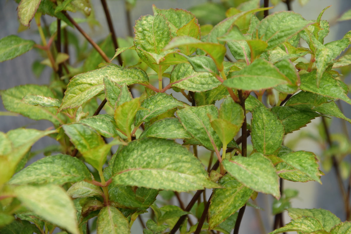 Hydrangea serrata &#39;O Amacha Nishiki&#39; (Variegated Mountain Hydrangea)