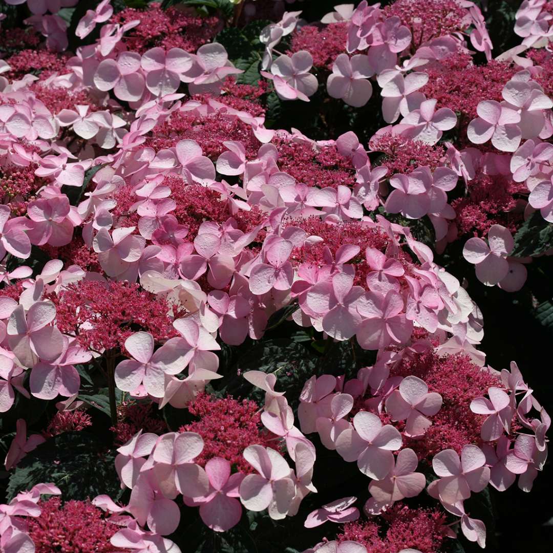 Hydrangea serrata &#39;Shojo&#39;  (Twirligig Mountain Hydrangea)