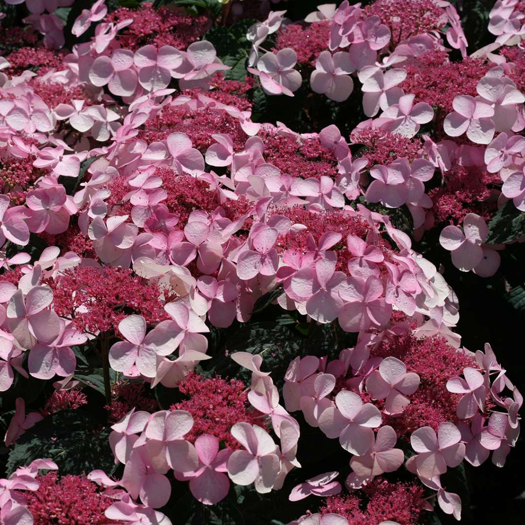 Hydrangea serrata 'Shojo'  (Twirligig Mountain Hydrangea)