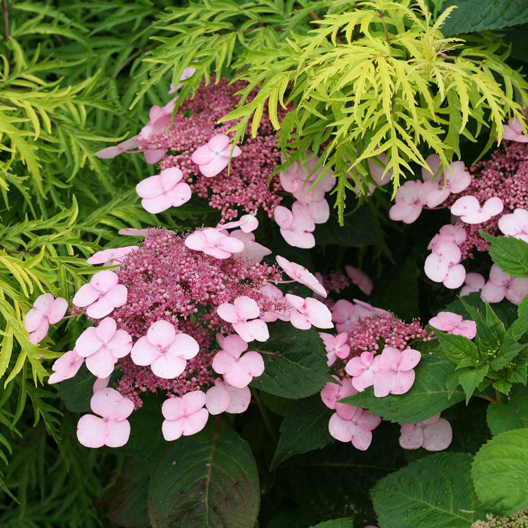 Hydrangea serrata &#39;Shojo&#39;  (Twirligig Mountain Hydrangea)