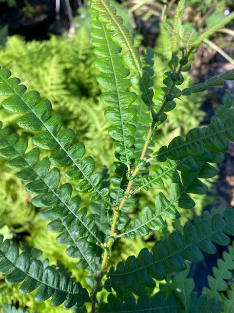 Comptonia peregrina (Sweet Fern)