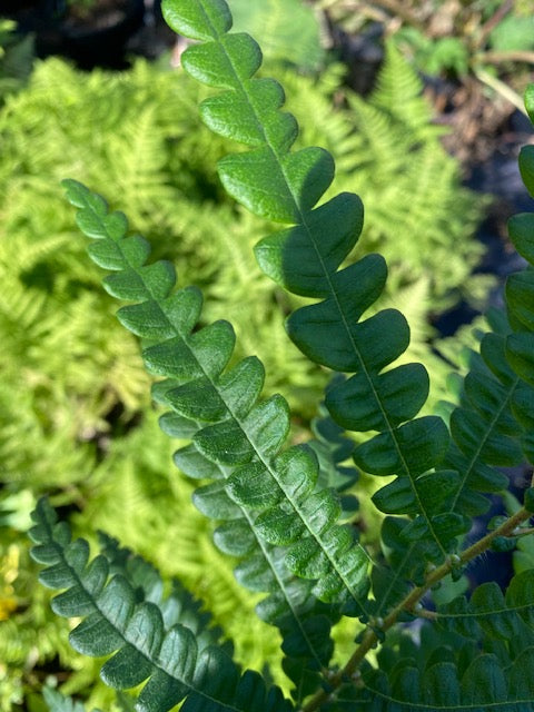 Comptonia peregrina (Sweet Fern) - Keeping It Green Nursery