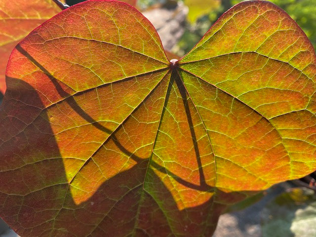 Cercis canadensis 'The Rising sun'  (Eastern Redbud)