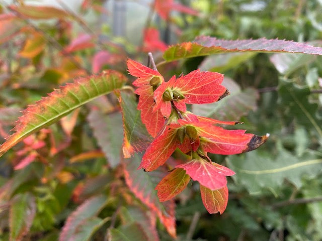 Carpinus caroliniana &#39;Fire Belle&#39; PPAF  (Hornbeam)