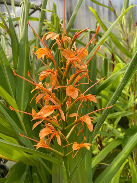 Hedychium coccineum (Hardy Ginger)