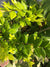 Luma apiculata (Chilean myrtle)