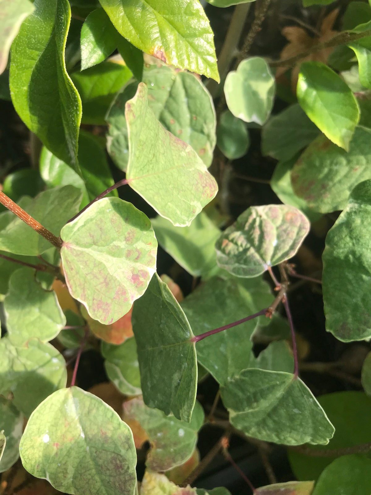 Disanthus cercidifolius &#39;Ena Nishiki&#39; (Redbud Hazel)