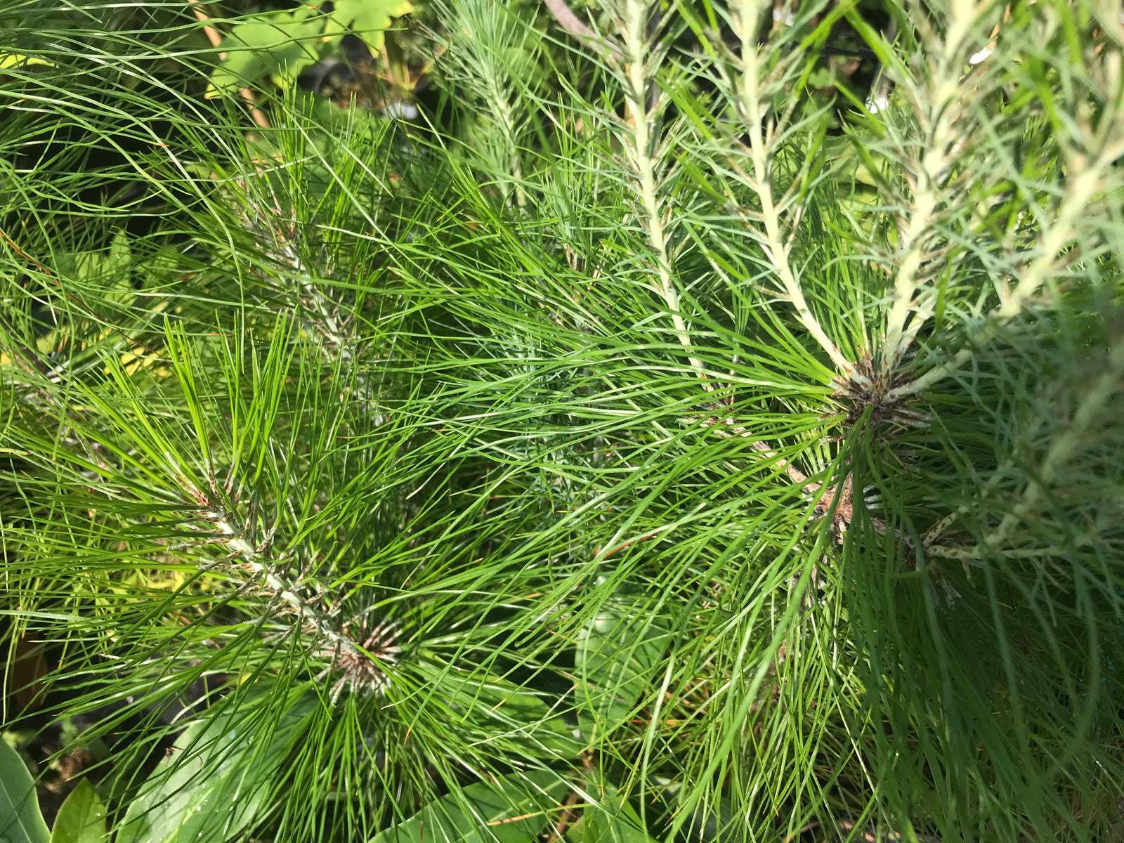 Pinus tecunumanii (Tecun Uman Pine)