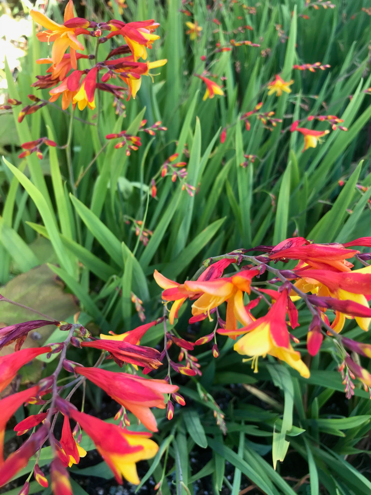 Crocosmia &#39;Spanish Ballerina&#39; (Montbretia)