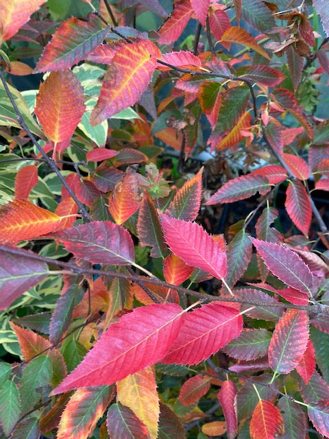 Carpinus caroliniana &#39;Fire Belle&#39; PPAF  (Hornbeam)