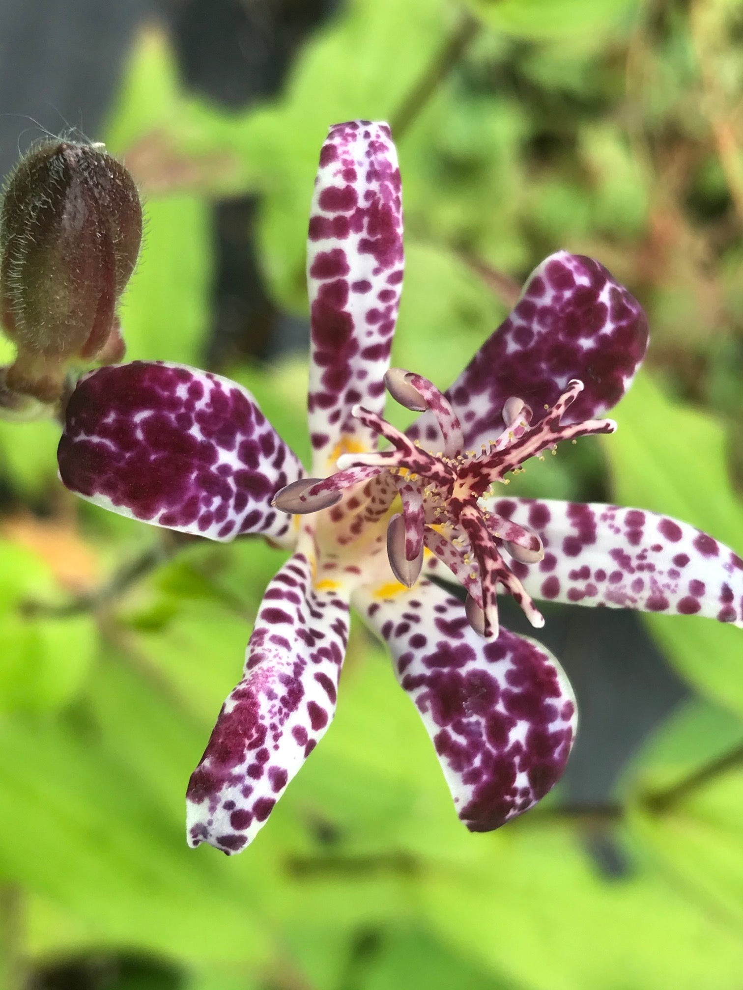 empress lily flower Tricyrtis formosana 'Empress' (Toad Lily)