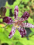 Tricyrtis formosana 'Empress' (Toad Lily)
