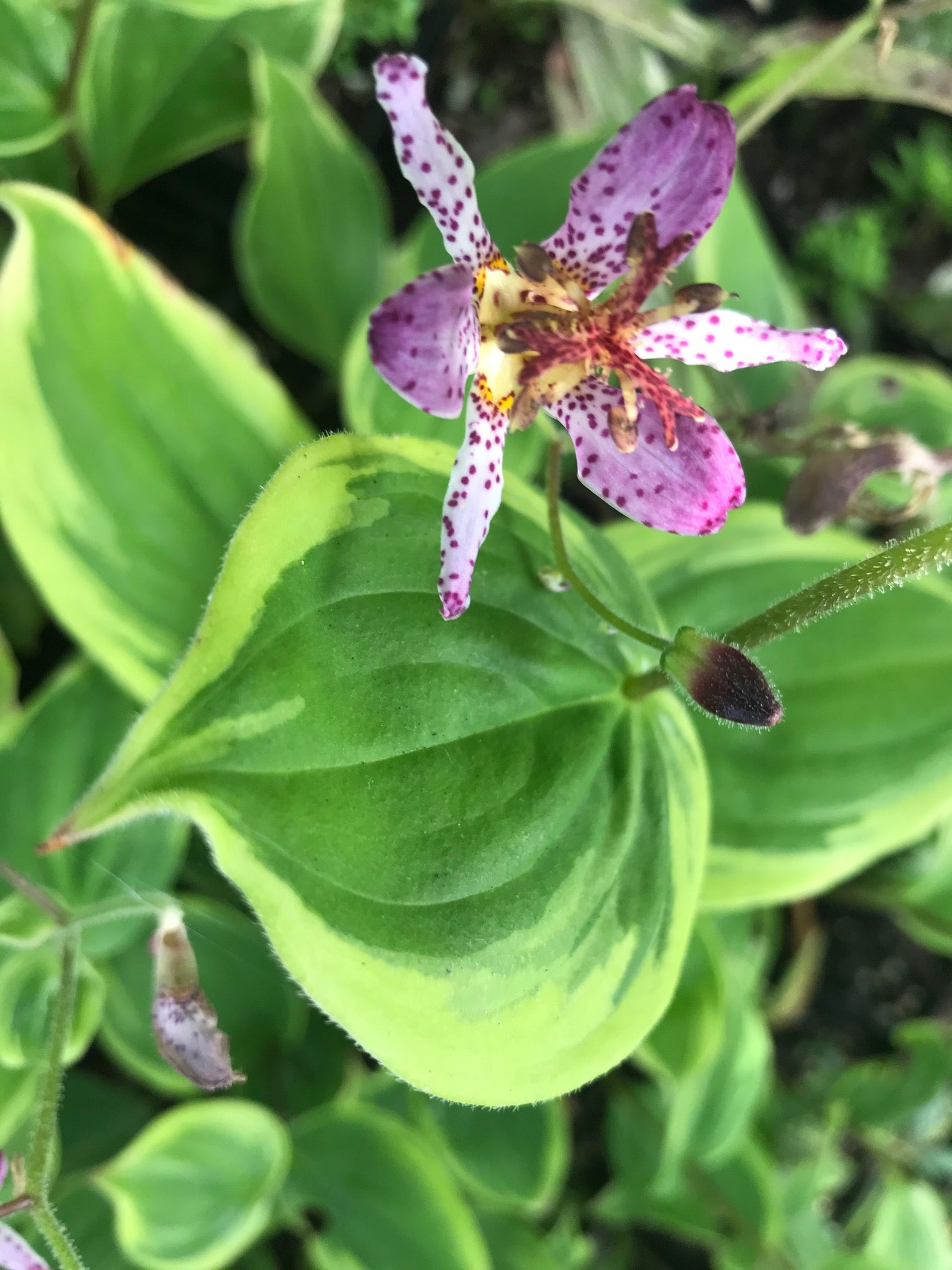 Tricyrtis formosana 'Autumn Glow' (Toad Lily)