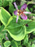 Tricyrtis formosana 'Autumn Glow' (Toad Lily)