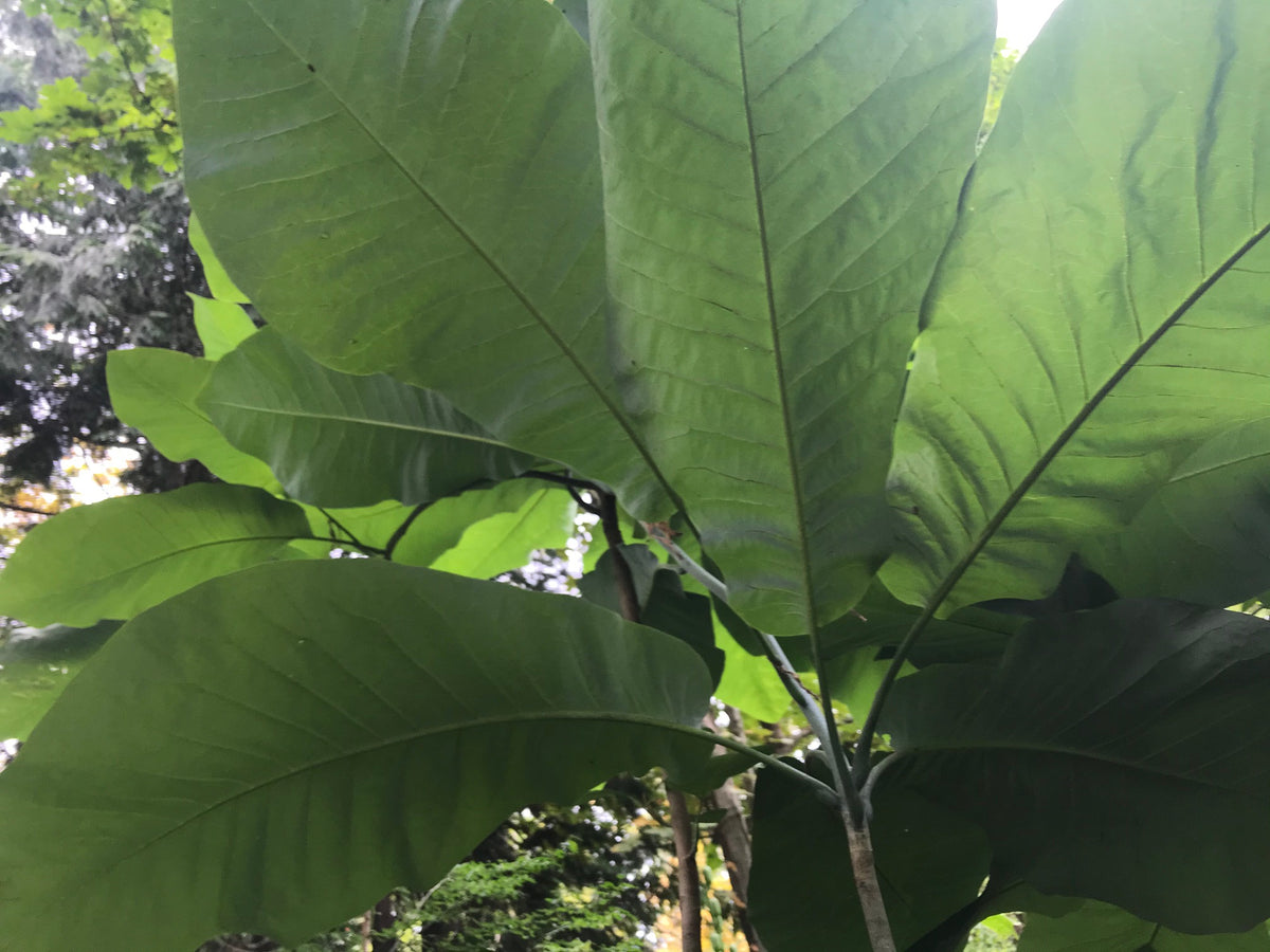 Magnolia macrophylla var. ashei (Banana Leaf Magnolia)