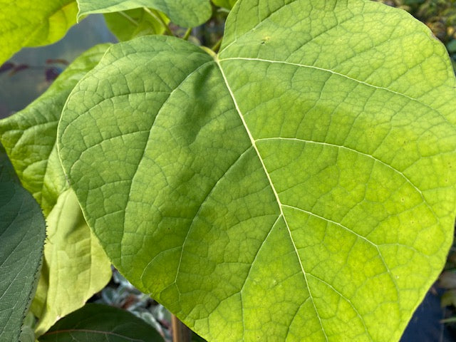 Catalpa bignonioides &#39;Aurea&#39; (Golden Catalpa)