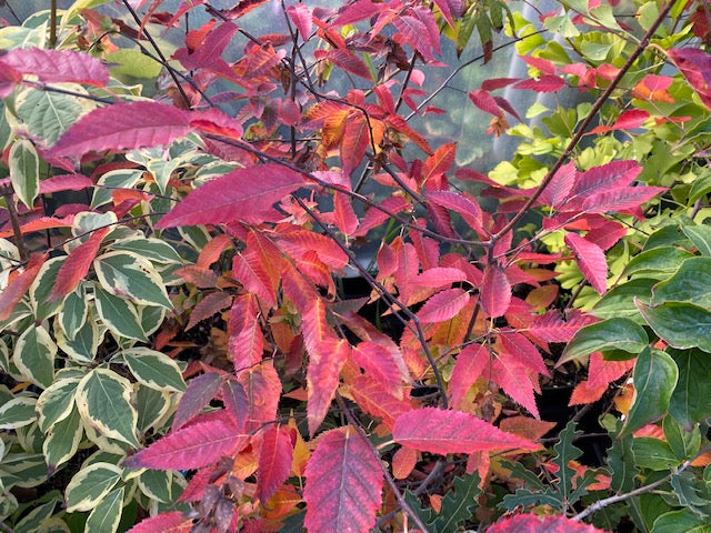 Carpinus caroliniana &#39;Fire Belle&#39; PPAF  (Hornbeam)