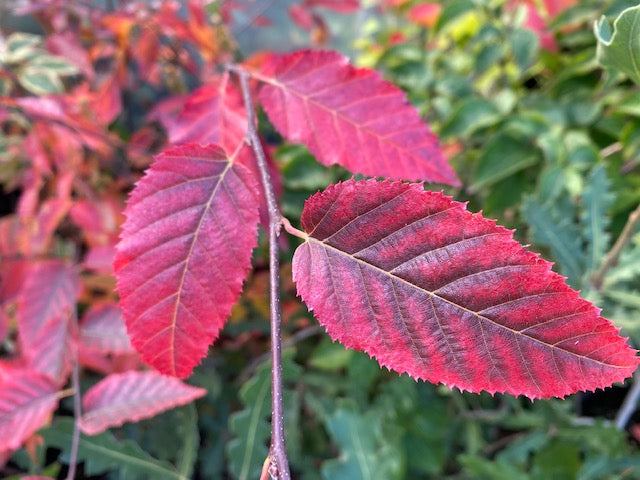 Carpinus caroliniana &#39;Fire Belle&#39; PPAF  (Hornbeam)