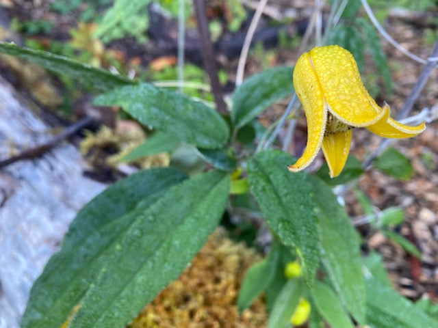 Clematis othophora DJHS8160 (Species Clematis)