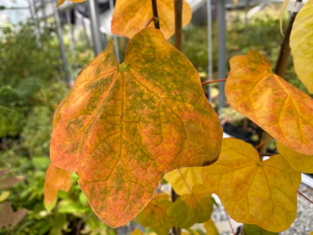 Acer platanoides ‘Tharandt’  (Round Leaf Norway Maple)