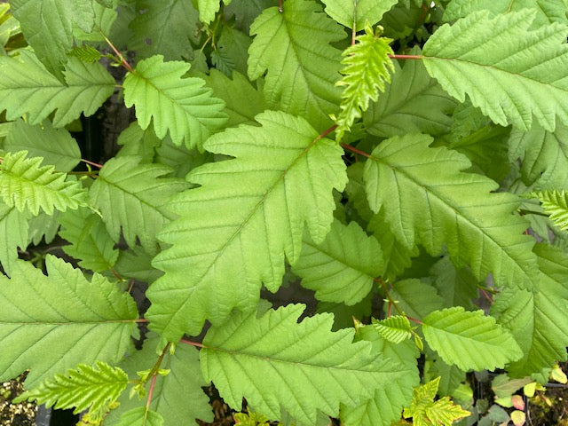 Alnus rubra f. pinnatisecta (Cutleaf Red Alder)